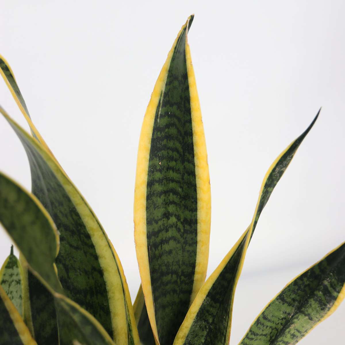 Langue de belle-mère - Sansevieria trifasciata Laurentii - H40-50cm - ⌀14cm