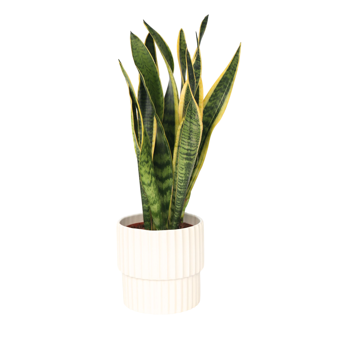Langue de belle-mère - Sansevieria trifasciata Laurentii - H40-50cm - ⌀14cm