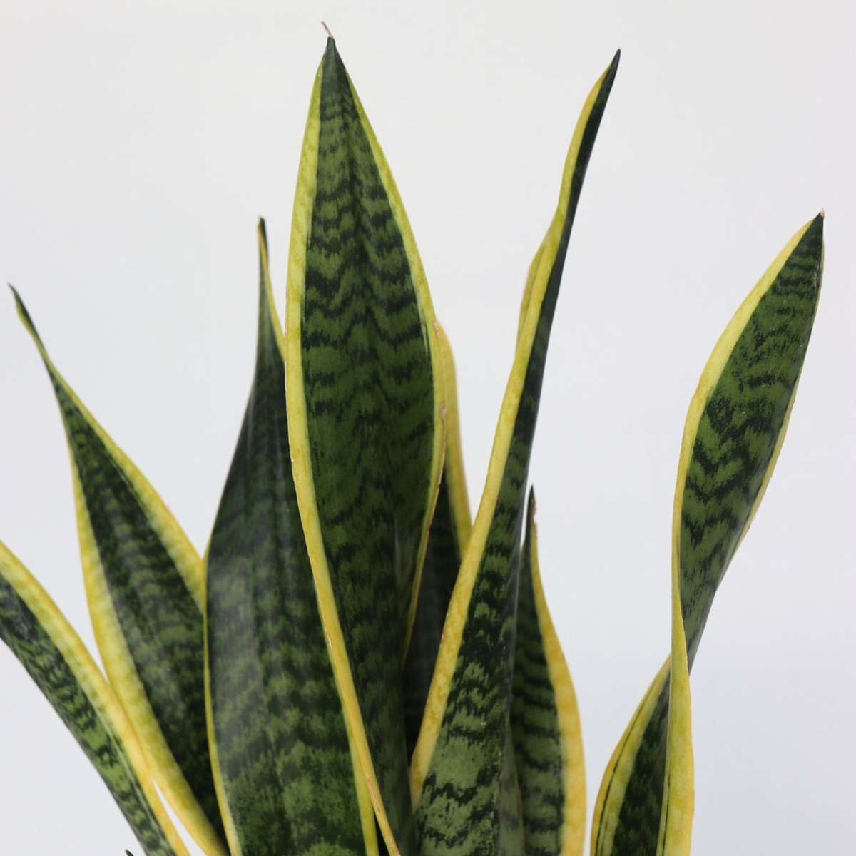 Langue de belle-mère - Sansevieria trifasciata Laurentii - H60-70cm - ⌀17cm