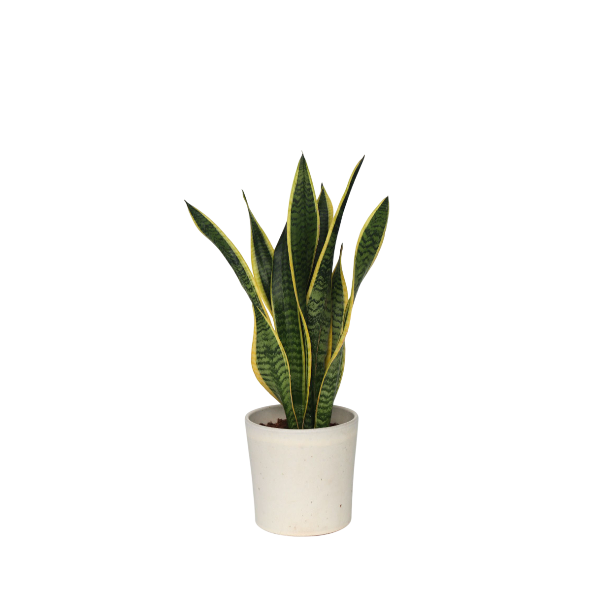 Langue de belle-mère - Sansevieria trifasciata Laurentii - H60-70cm - ⌀17cm