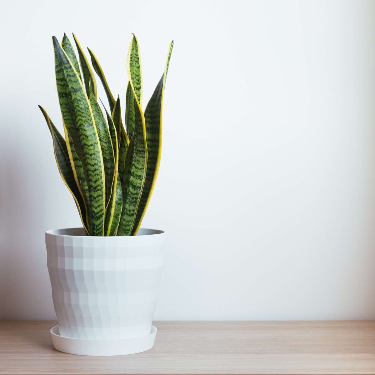 Langue de belle-mère - Sansevieria trifasciata Laurentii - H40-50cm - ⌀14cm