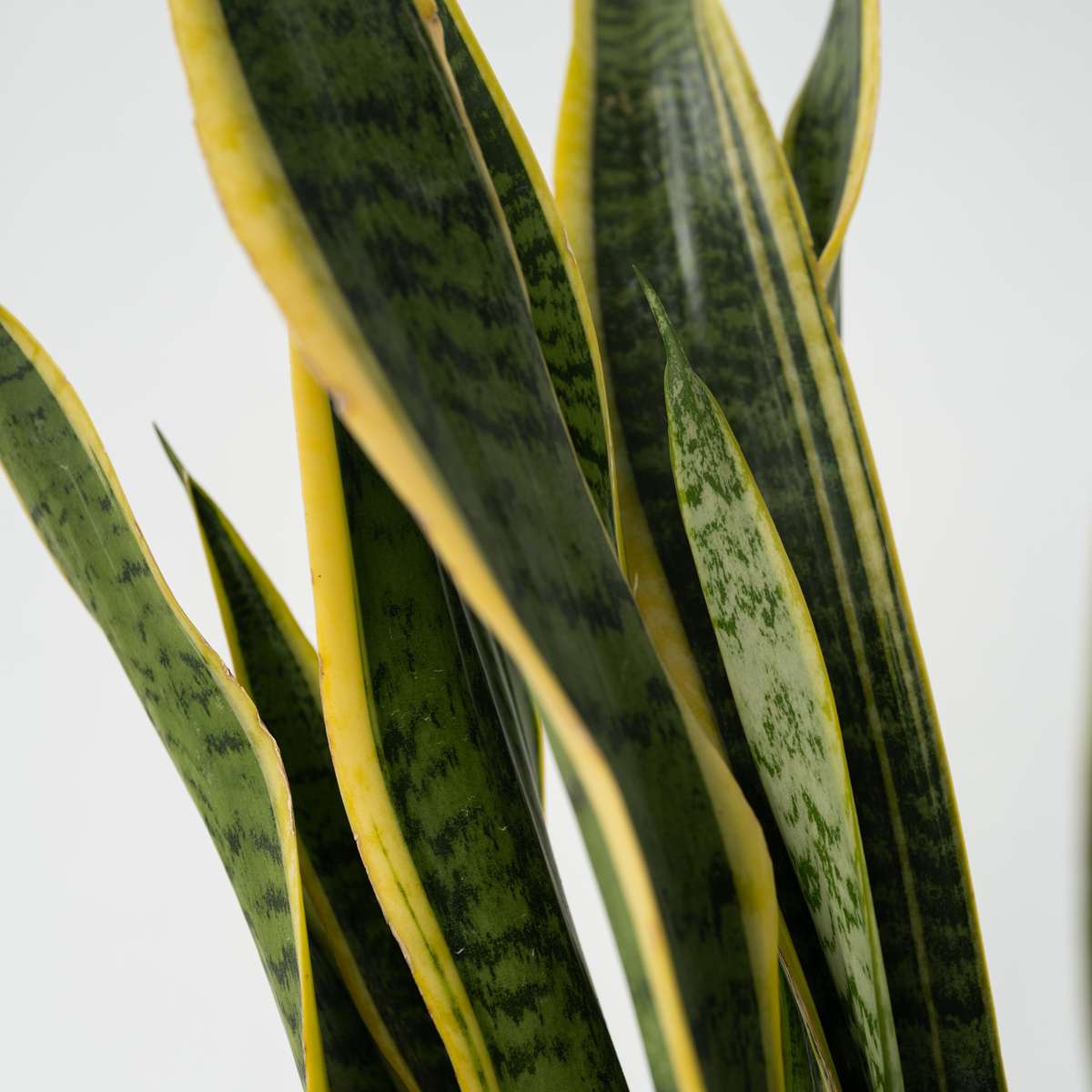 Langue de belle-mère - Sansevieria trifasciata Laurentii - H65-75cm - ⌀21cm