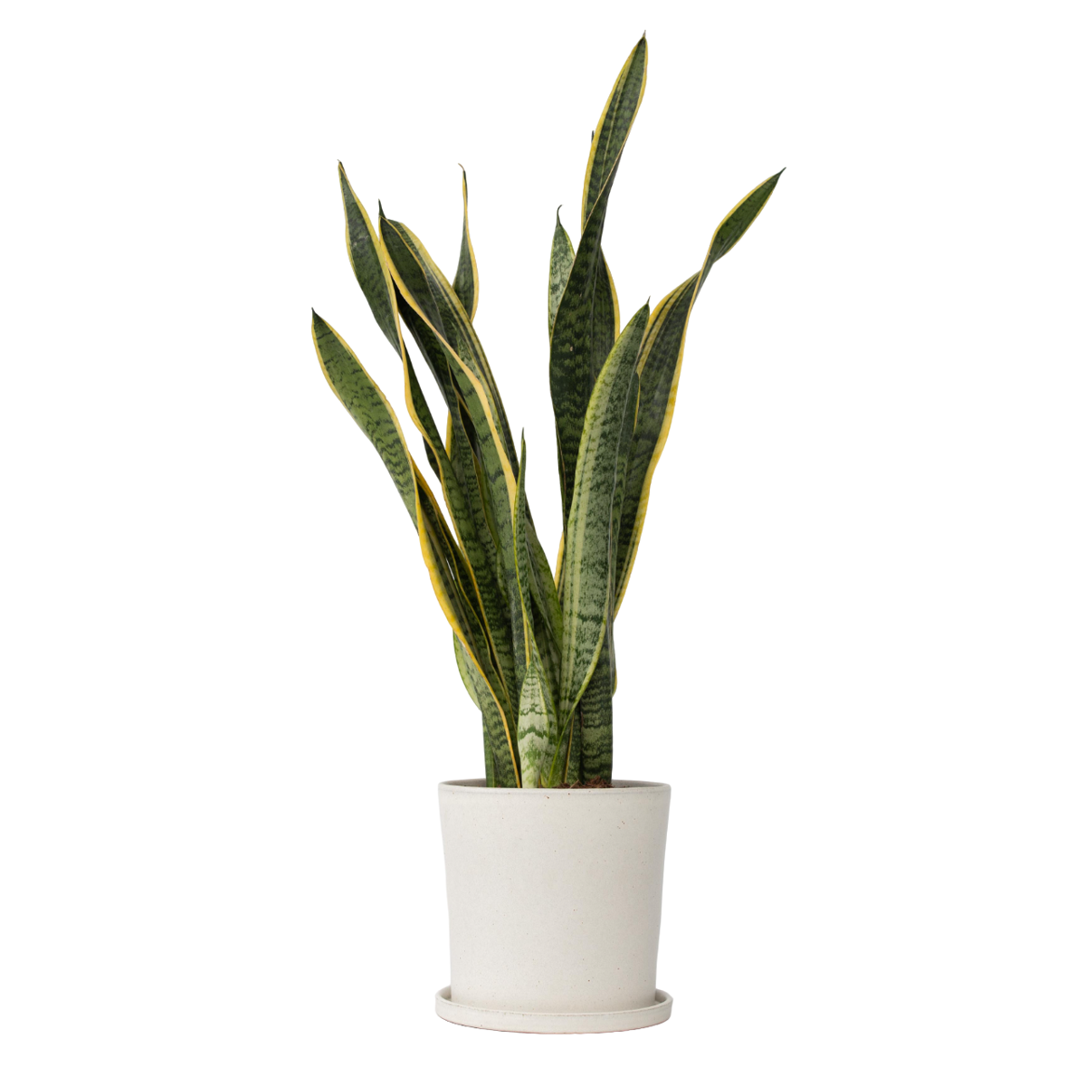 Langue de belle-mère - Sansevieria trifasciata Laurentii - H65-75cm - ⌀21cm