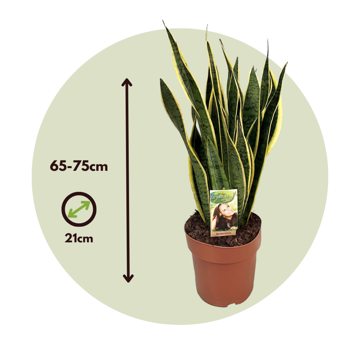 Langue de belle-mère - Sansevieria trifasciata Laurentii - H65-75cm - ⌀21cm