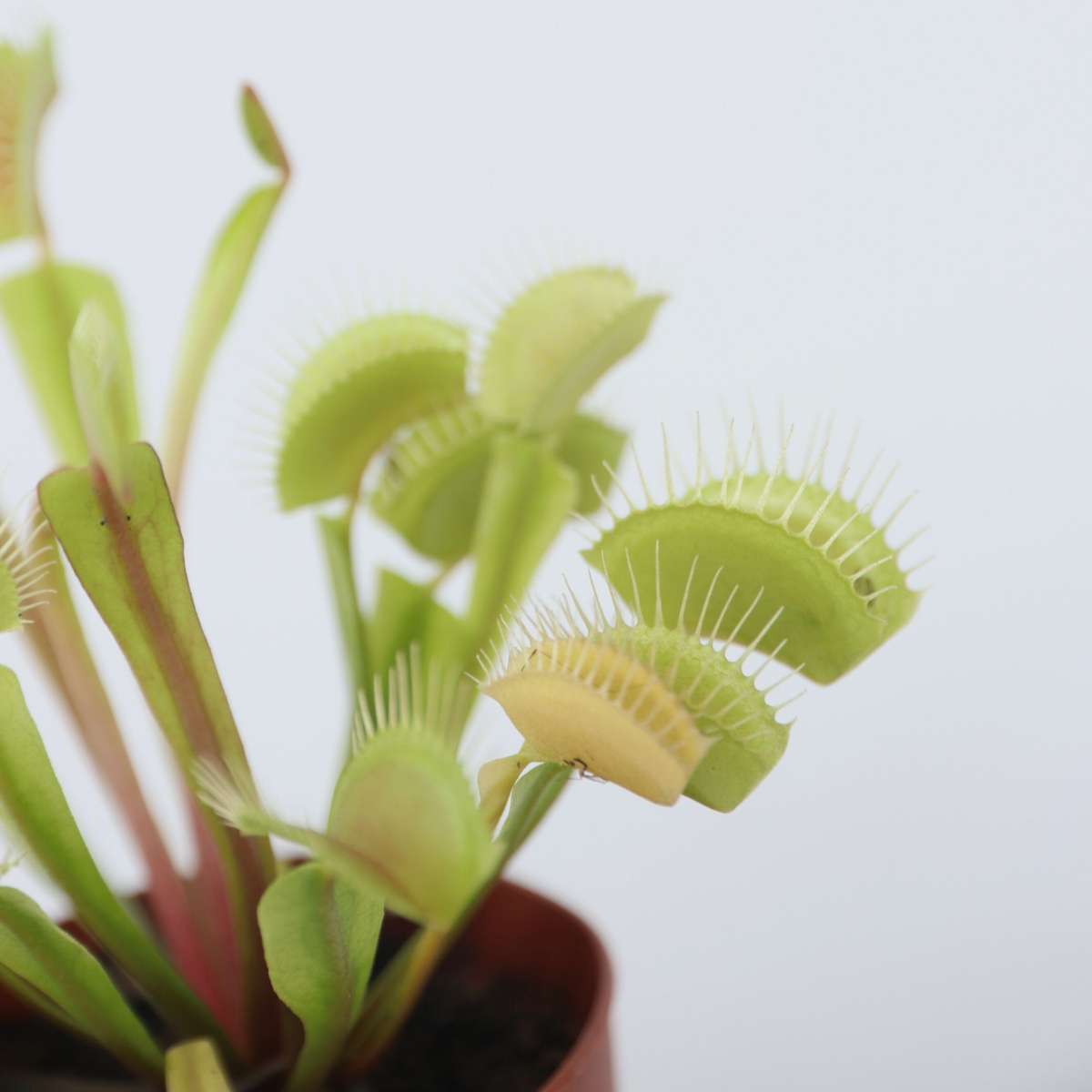 Venus flytrap - 3 pcs. - Dionaea muscipula - Height 5-15cm - ⌀5,5cm