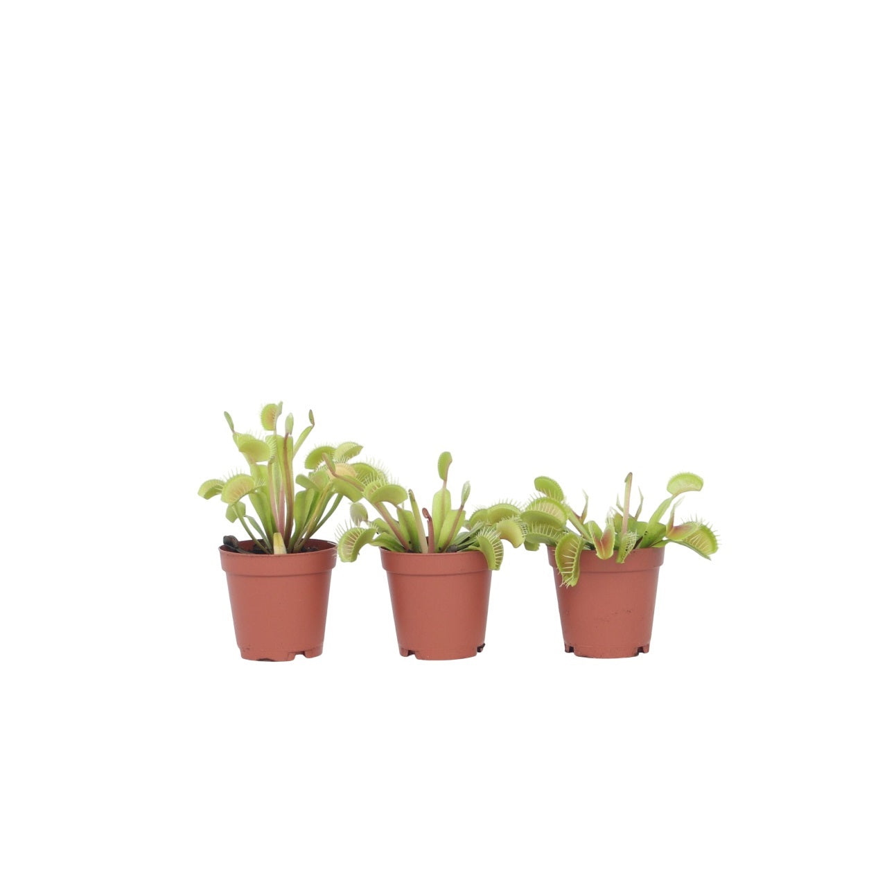 Venus flytrap - 3 pcs. - Dionaea muscipula - Height 5-15cm - ⌀5,5cm