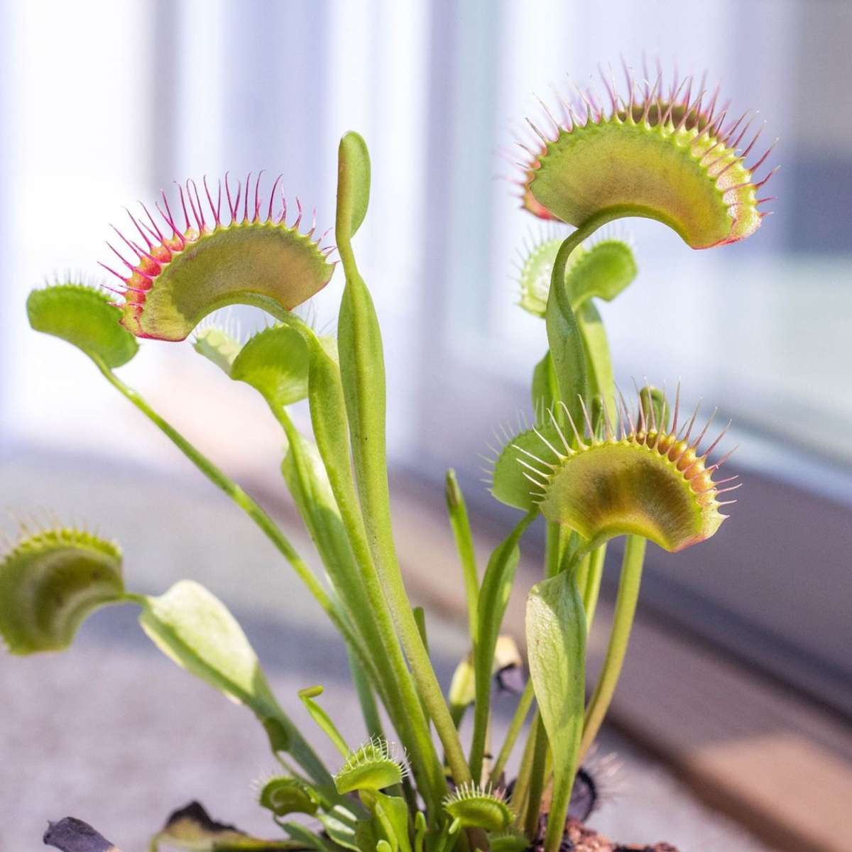 Venus flytrap - 3 pcs. - Dionaea muscipula - Height 5-15cm - ⌀5,5cm
