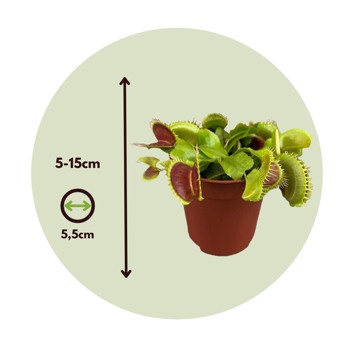 Venus flytrap - 3 pcs. - Dionaea muscipula - Height 5-15cm - ⌀5,5cm