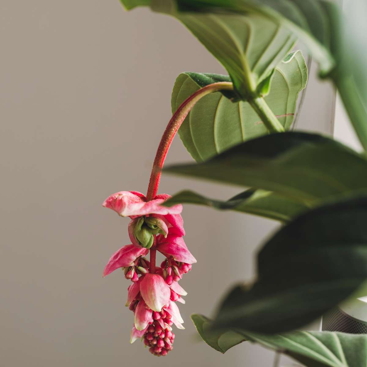 Medinille magnifique - Medinilla magnifica - Hauteur 55-60cm - ⌀17cm