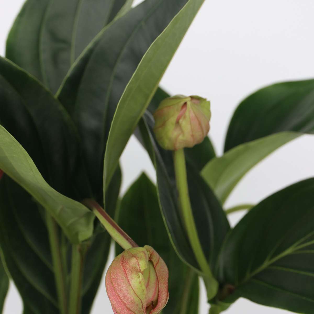 Medinille magnifique - Medinilla magnifica - Hauteur 55-60cm - ⌀17cm