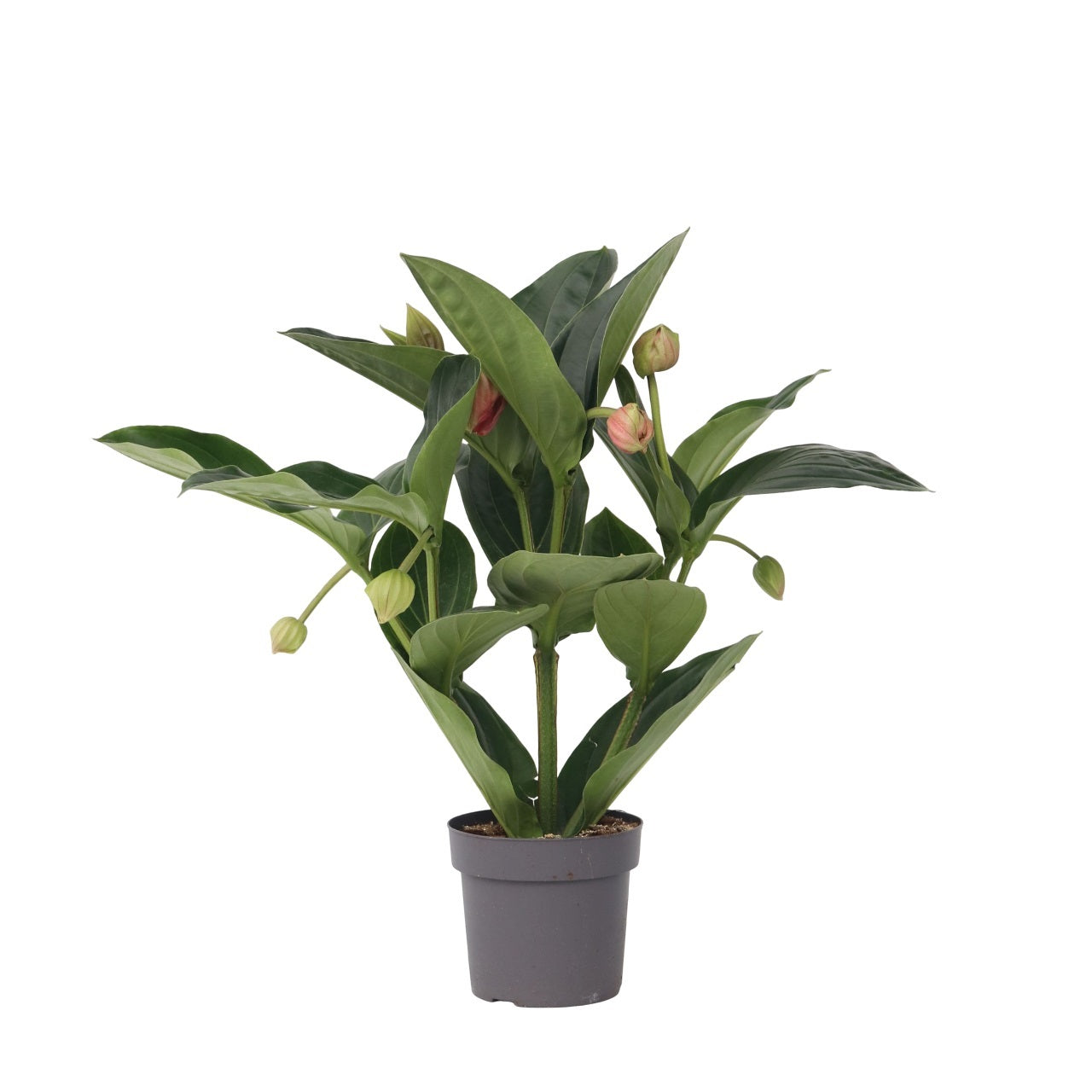 Medinille magnifique - Medinilla magnifica - Hauteur 55-60cm - ⌀17cm