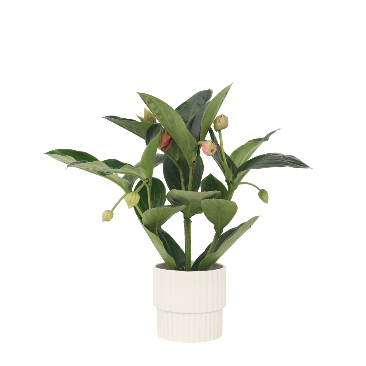 Medinille magnifique - Medinilla magnifica - Hauteur 55-60cm - ⌀17cm