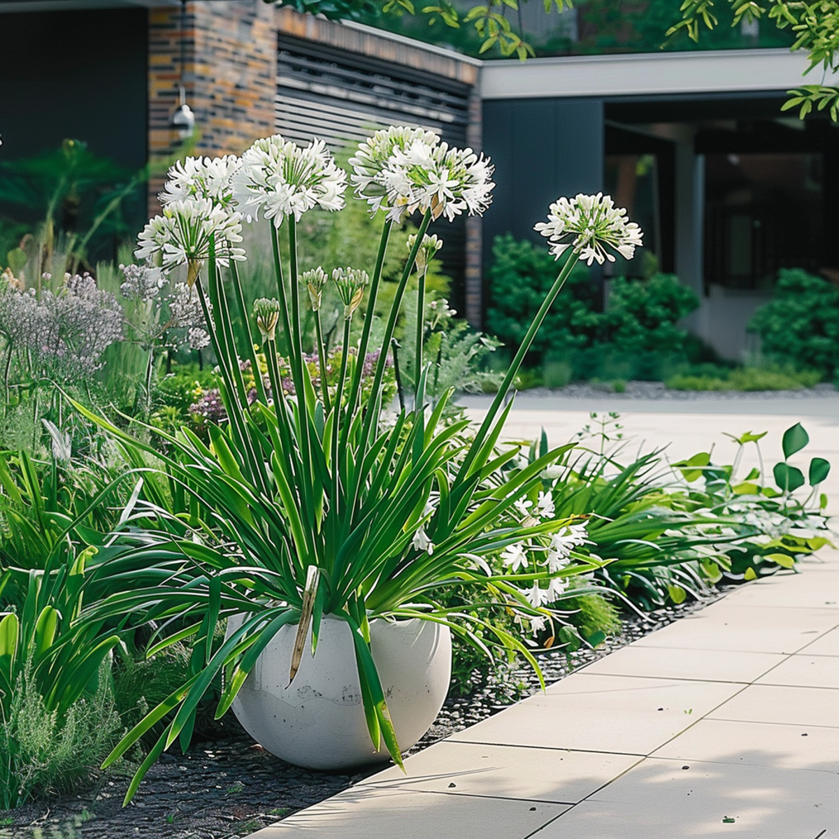 Agapanthe - Agapanthus 'Superb White' - Hauteur 65-80cm - ⌀23cm