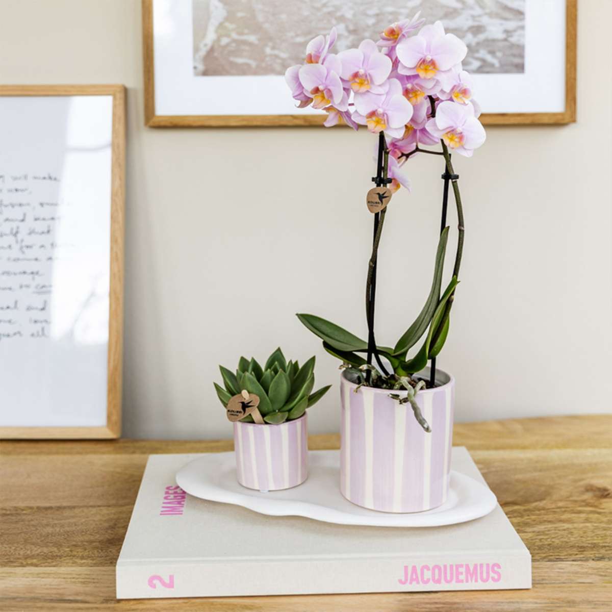 Coffret cadeau orchidée 'Pink S' - Phalaenopsis - Hauteur 30cm