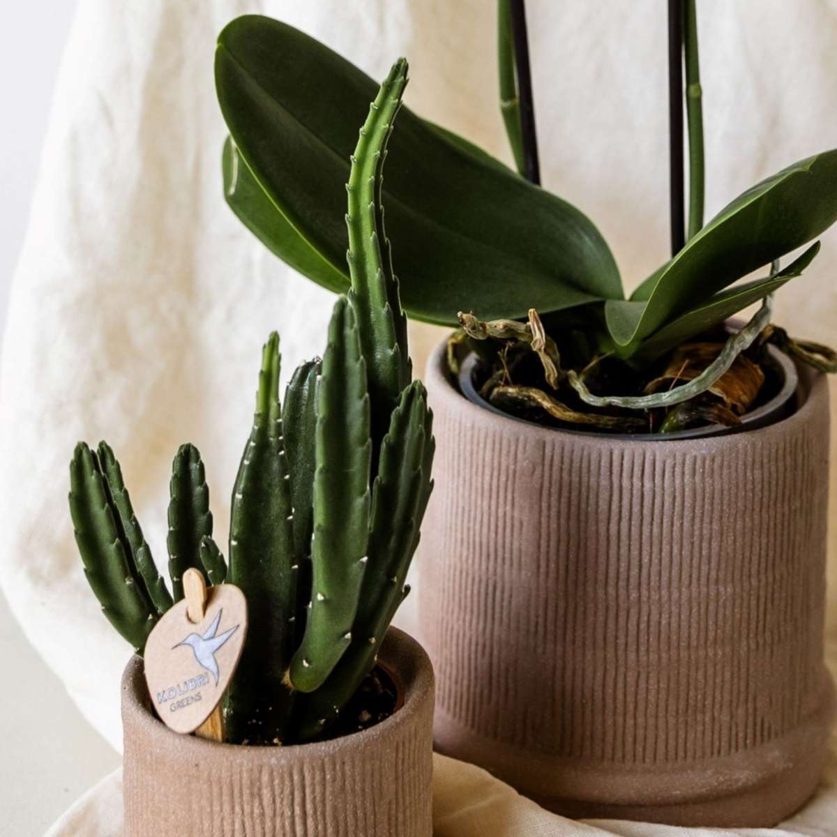 Coffret cadeau orchidée 'Cocktail S' - Phalaenopsis - Hauteur 30cm