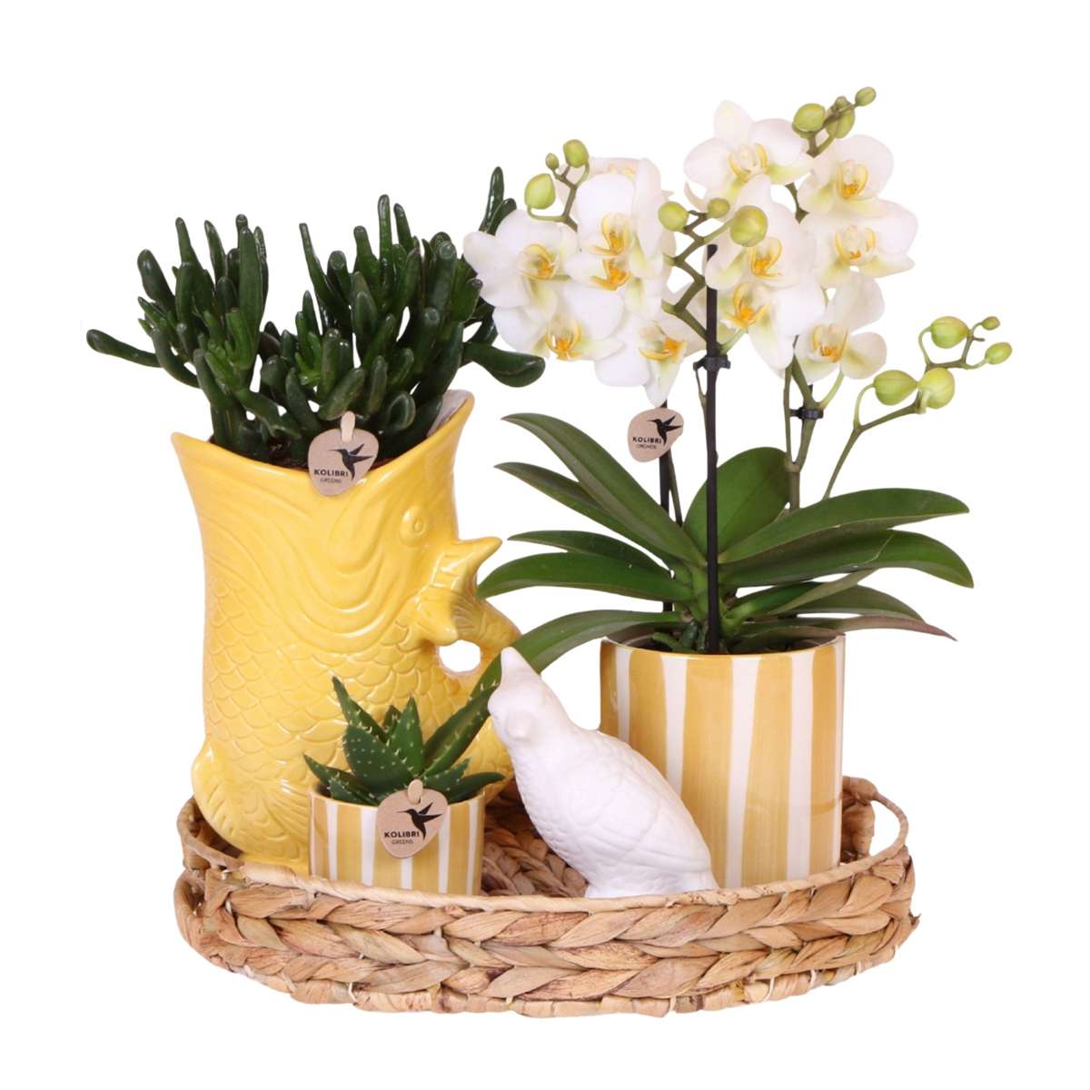 Coffret cadeau orchidée 'Yellow XL' - Phalaenopsis - Hauteur 35cm