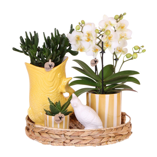 Coffret cadeau orchidée 'Yellow XL' - Phalaenopsis - Hauteur 35cm