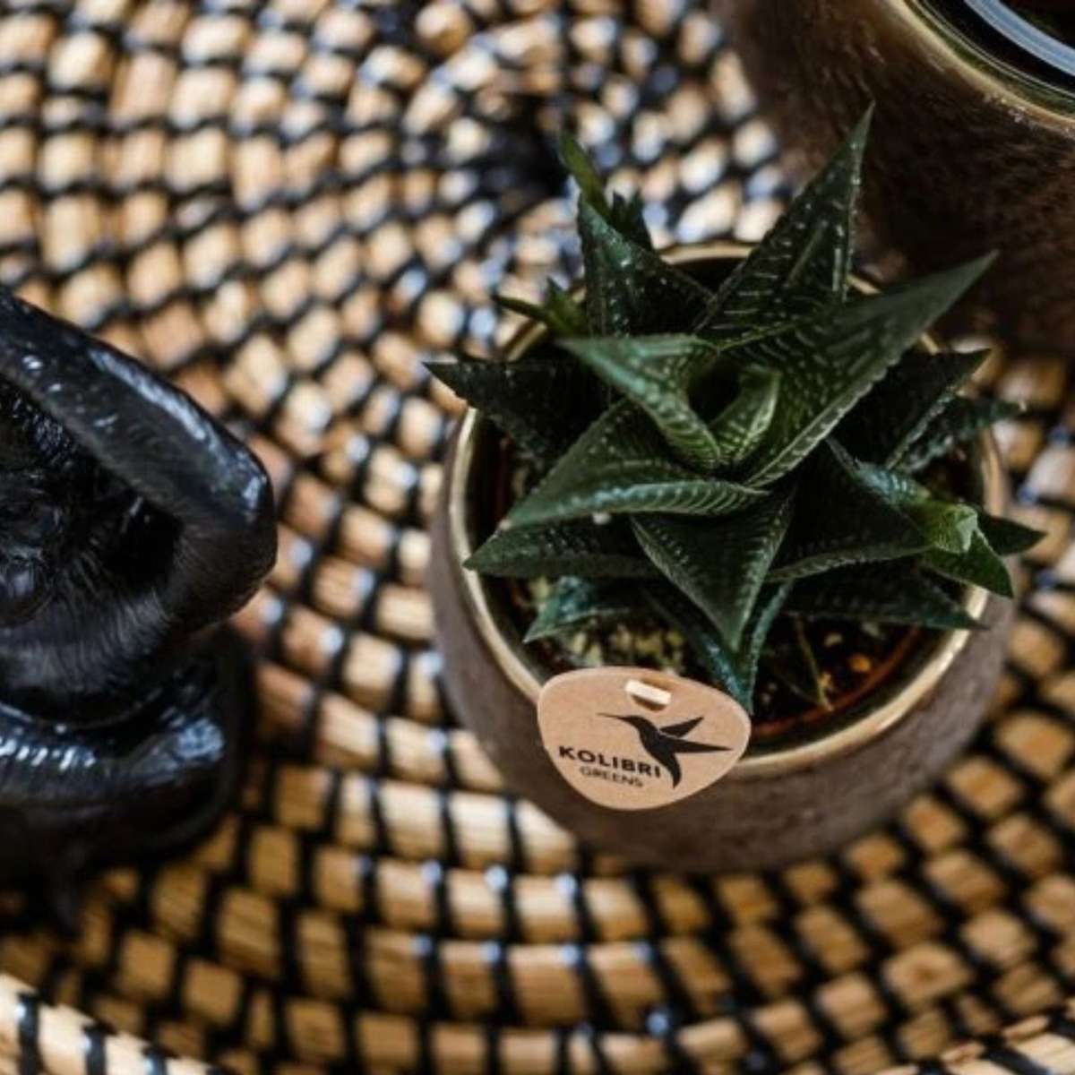 Coffret cadeau orchidée 'Copper XL' - Phalaenopsis - Hauteur 35cm