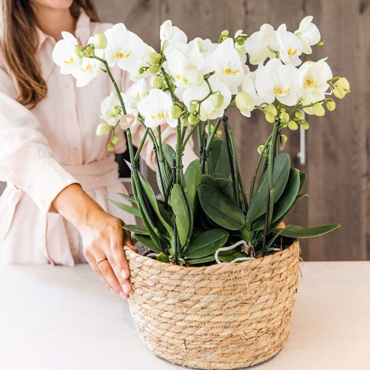Orchidée en panier blanc - Phalaenopsis - Hauteur 40–50cm - ⌀28cm
