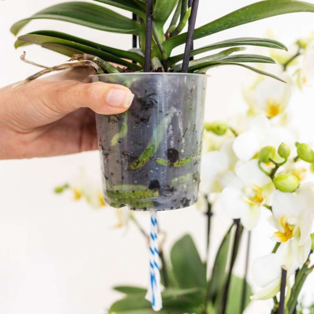 Orchidée en panier blanc - Phalaenopsis - Hauteur 40–50cm - ⌀28cm
