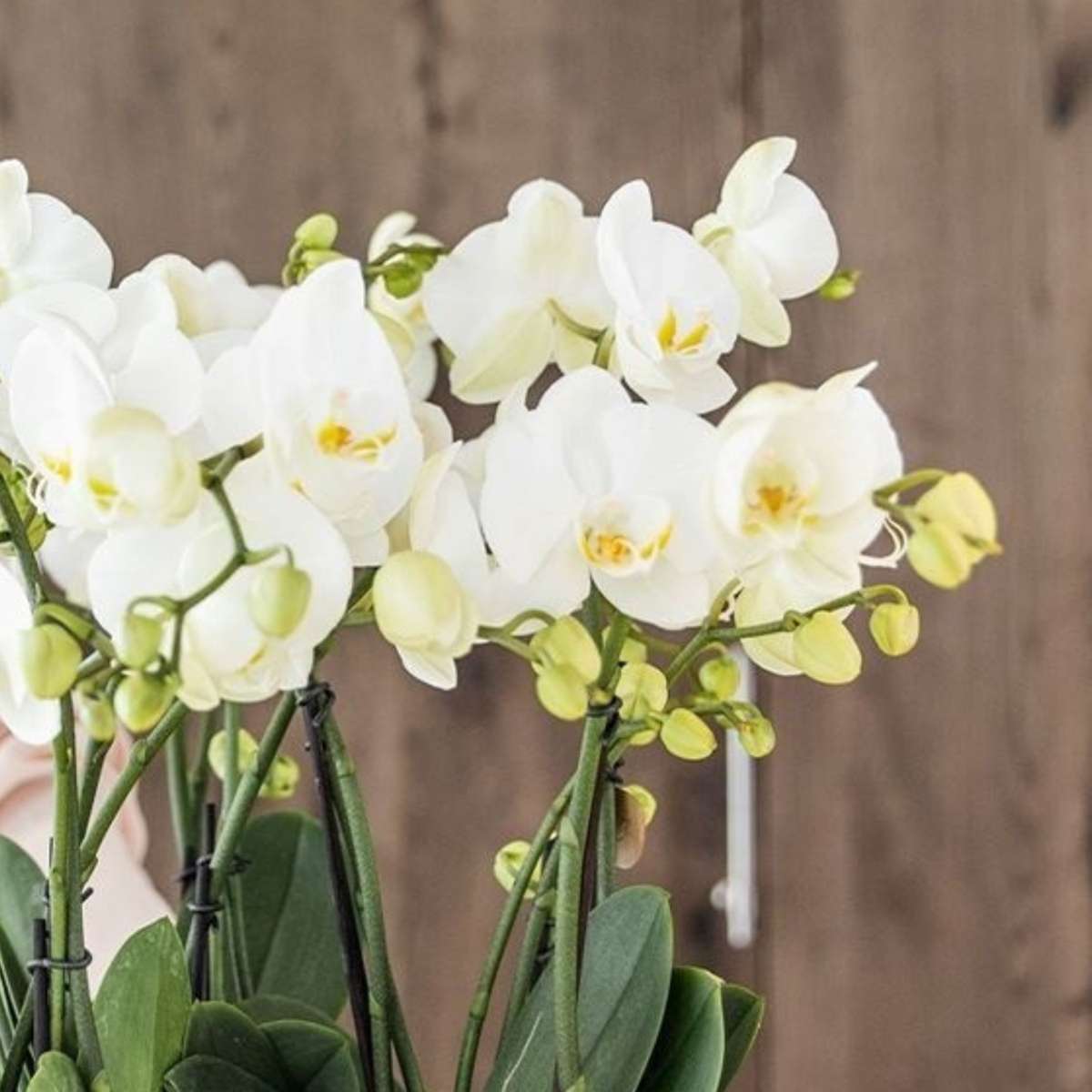 Orchidée en panier blanc - Phalaenopsis - Hauteur 40–50cm - ⌀28cm