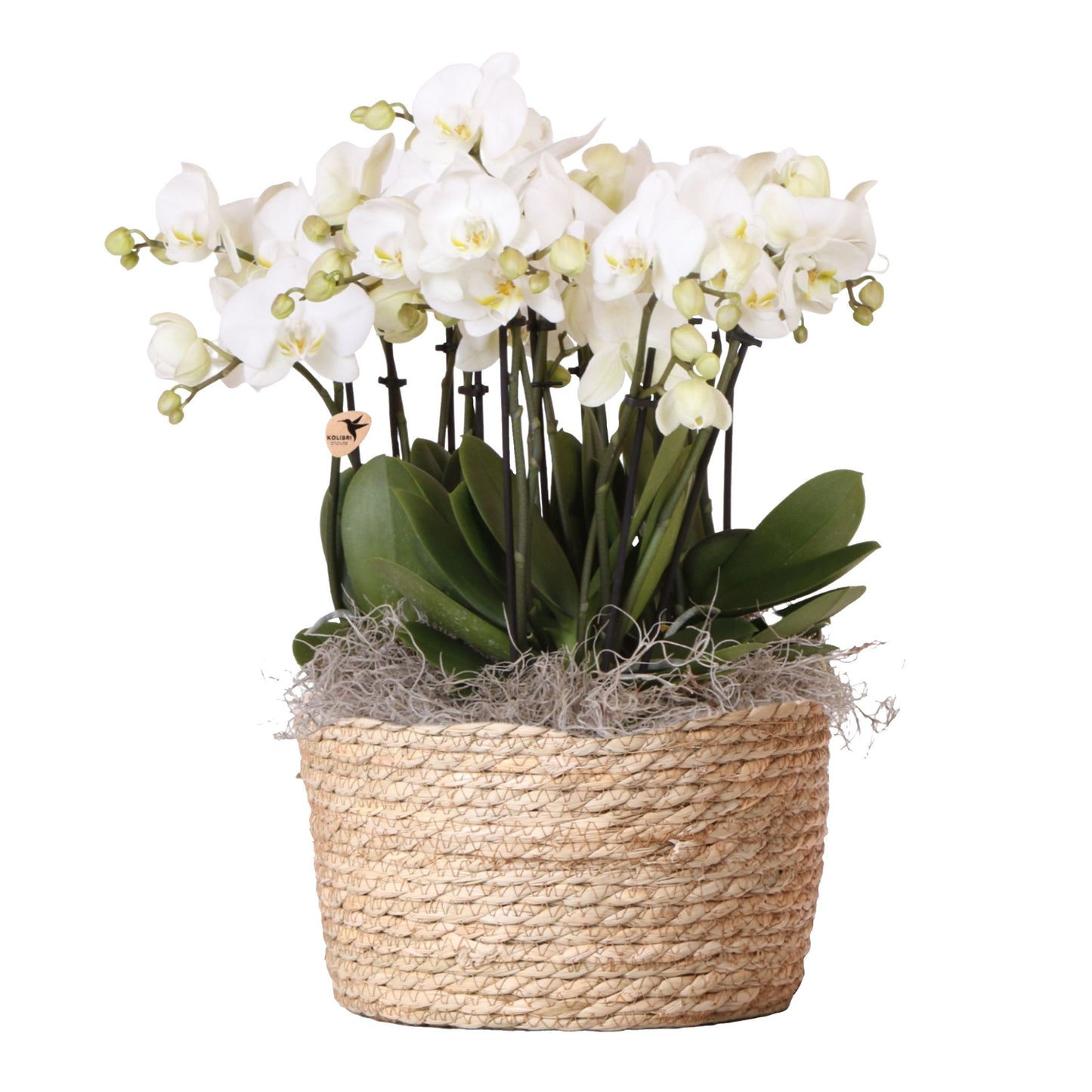 Orchidée en panier blanc - Phalaenopsis - Hauteur 40–50cm - ⌀28cm