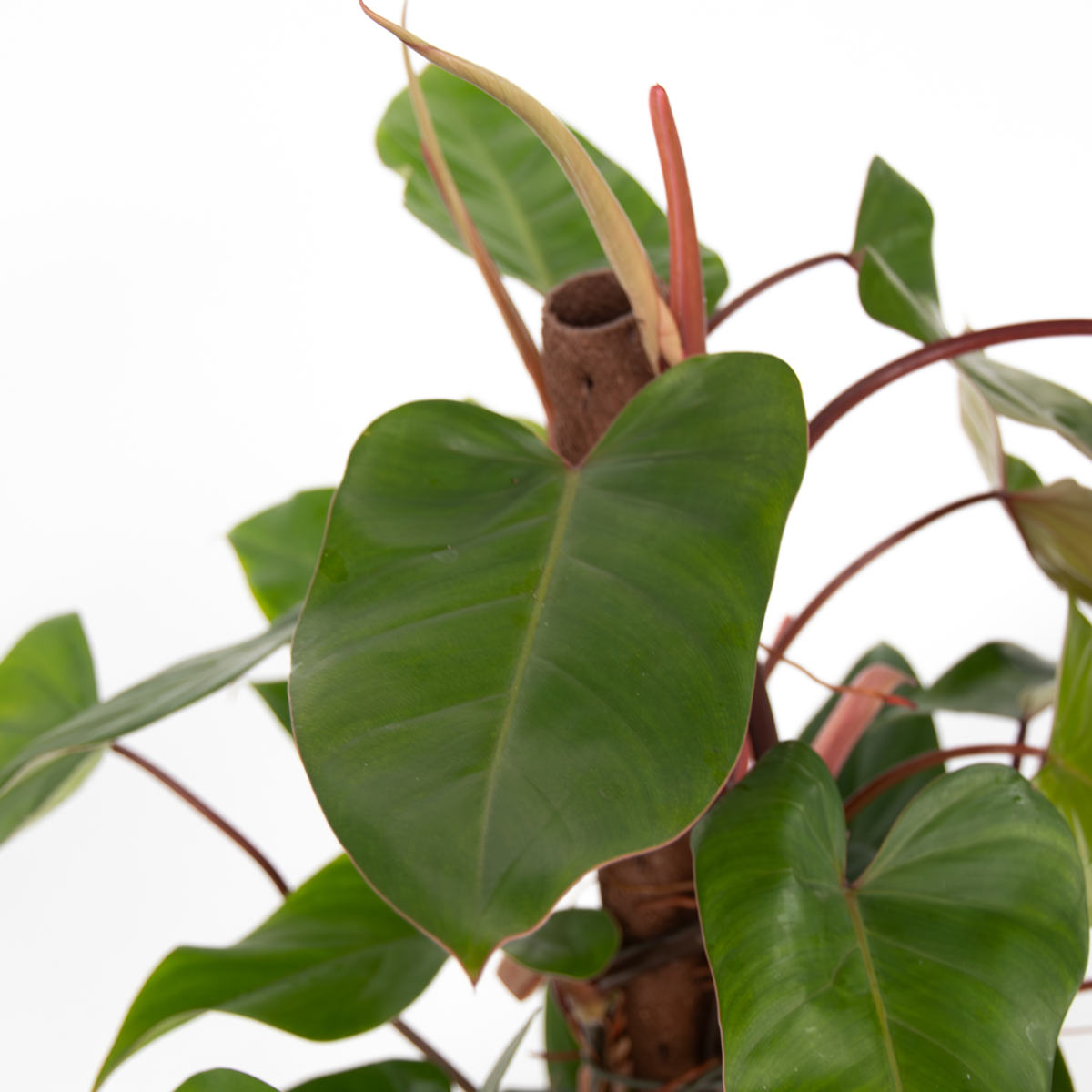 Plante verte - Philodendron Red Emerald Kratiste - Hauteur 70-80cm - ⌀19cm