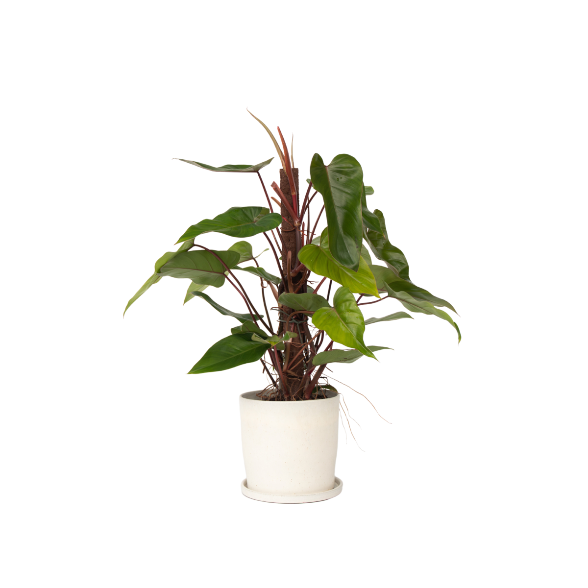 Plante verte - Philodendron Red Emerald Kratiste - Hauteur 70-80cm - ⌀19cm