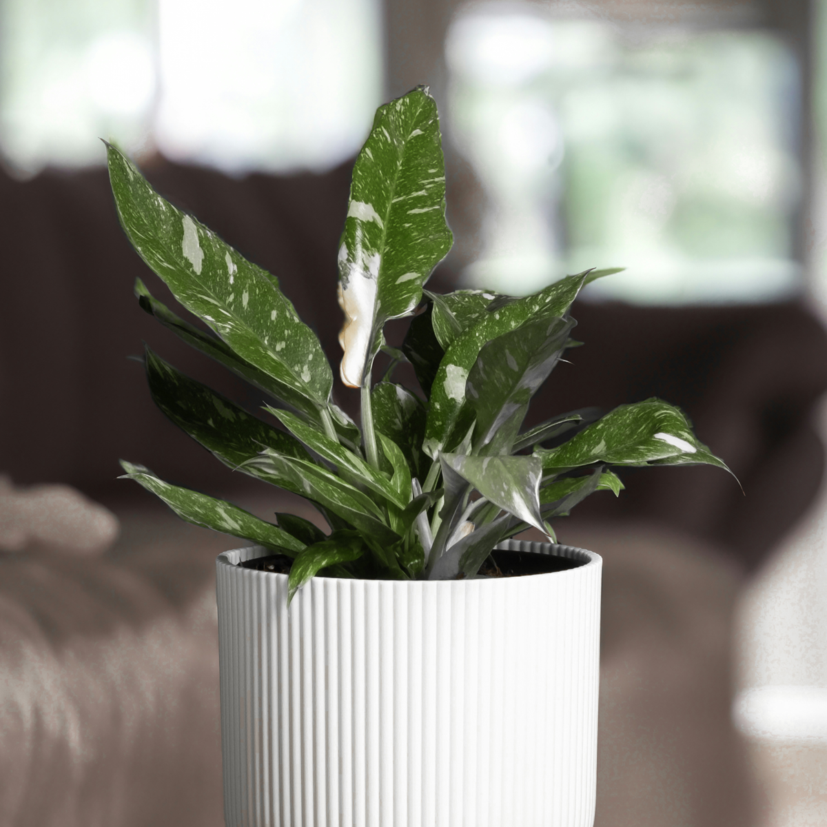 Plante verte - Philodendron Cobra - Hauteur 55-65cm - ⌀19cm