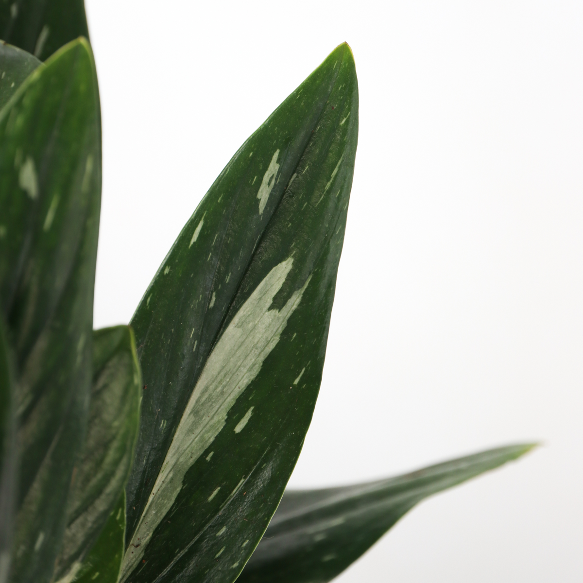 Plante verte - Philodendron Cobra - Hauteur 55-65cm - ⌀19cm