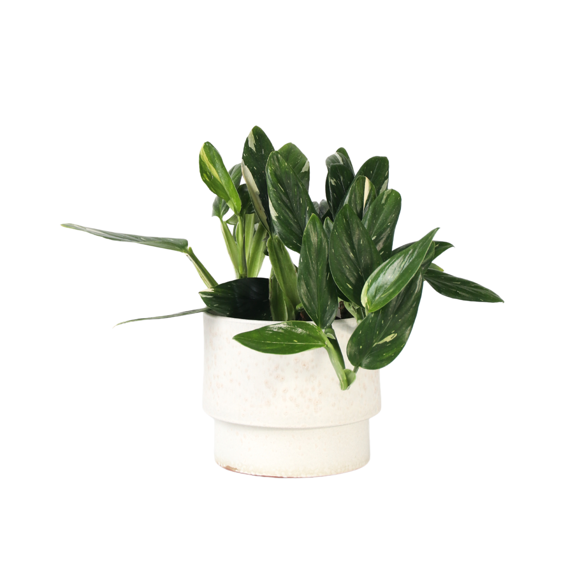 Plante verte - Philodendron Cobra - Hauteur 55-65cm - ⌀19cm