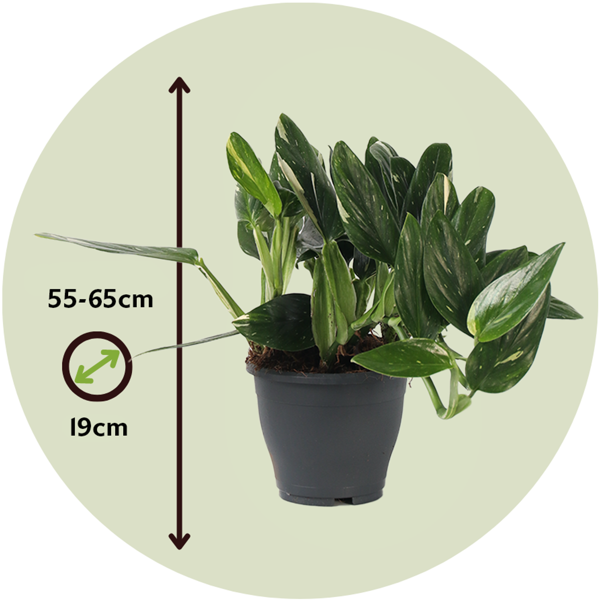 Plante verte - Philodendron Cobra - Hauteur 55-65cm - ⌀19cm