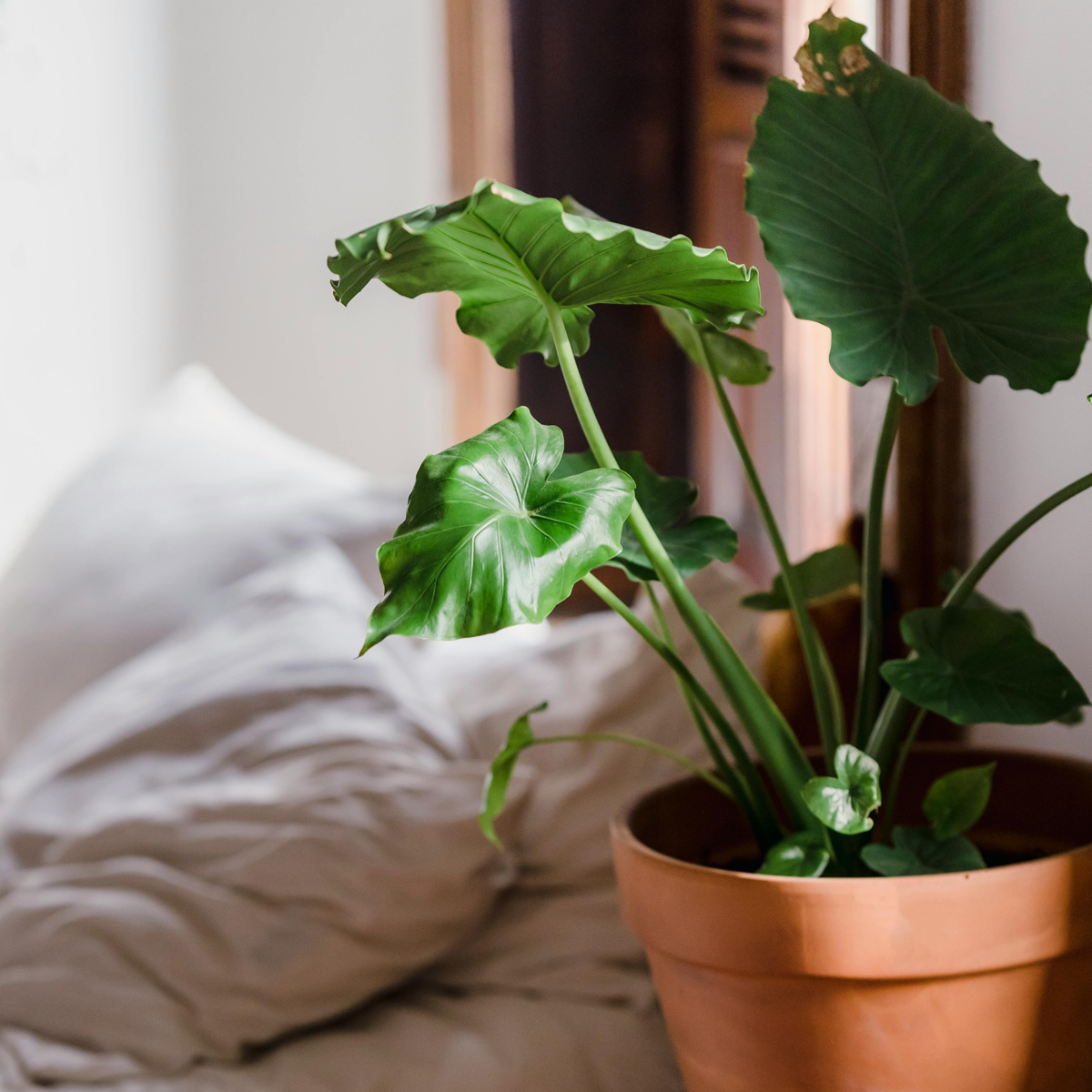 Plante éléphant - Alocasia Portodora - Hauteur 80-90cm - ⌀21cm