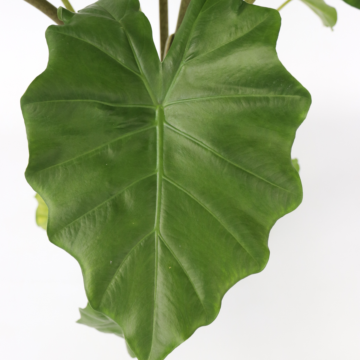Plante éléphant - Alocasia Portodora - Hauteur 80-90cm - ⌀21cm