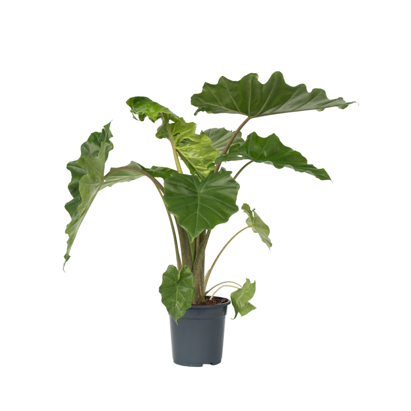 Plante éléphant - Alocasia Portodora - Hauteur 80-90cm - ⌀21cm