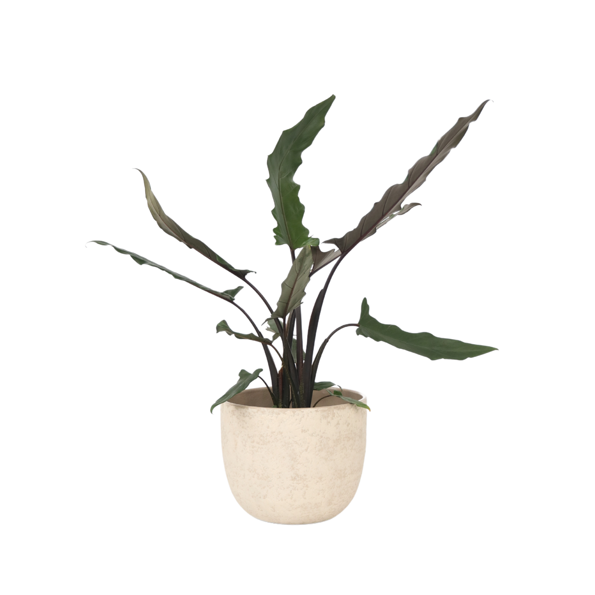 Plante éléphant - Alocasia Lauterbachiana - Hauteur 80-90cm - ⌀19cm