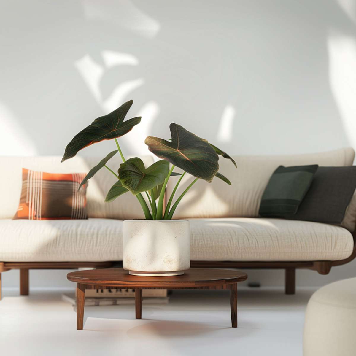 Plante éléphant - Alocasia Wentii - Hauteur 70-80cm - ⌀19cm