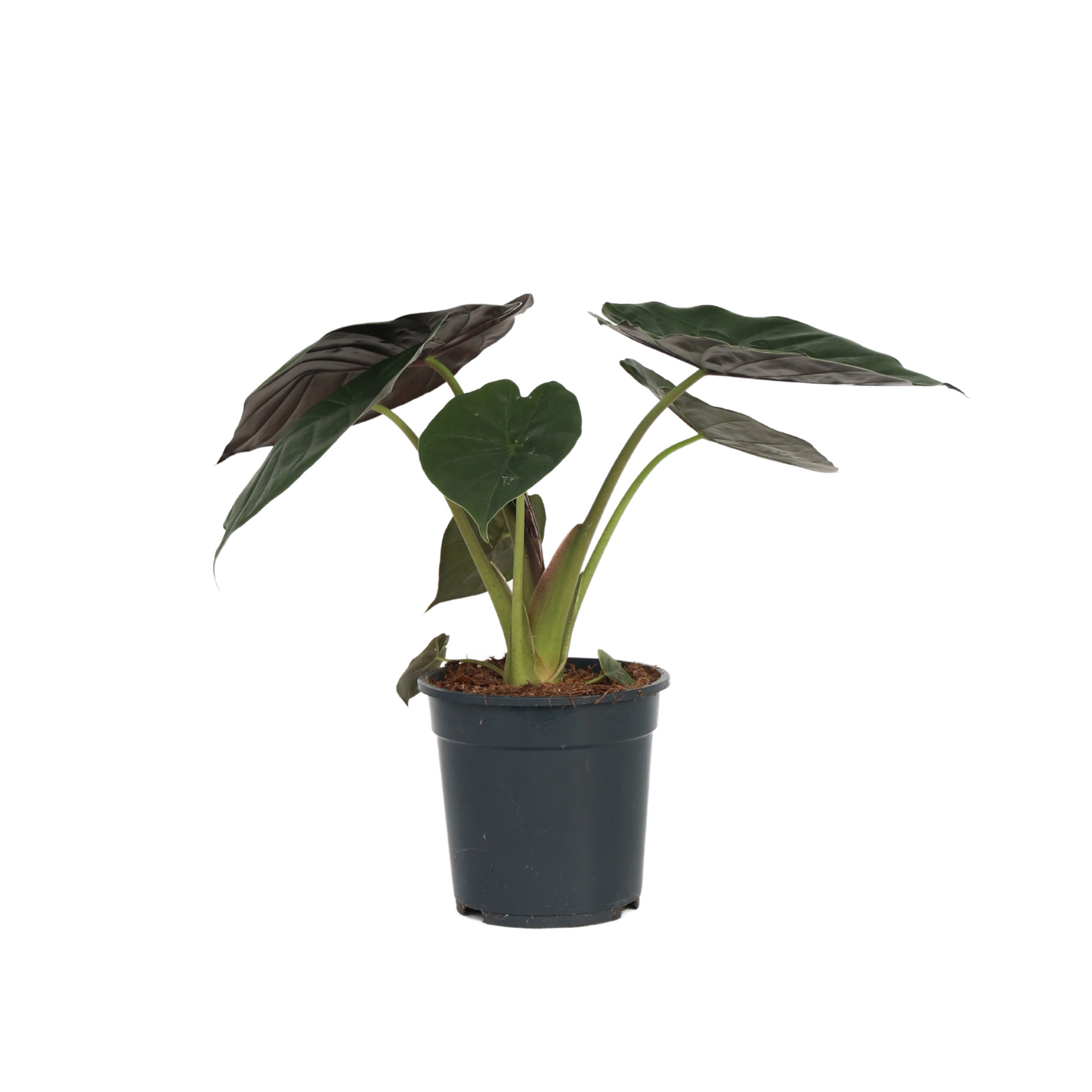 Plante éléphant - Alocasia Wentii - Hauteur 70-80cm - ⌀19cm