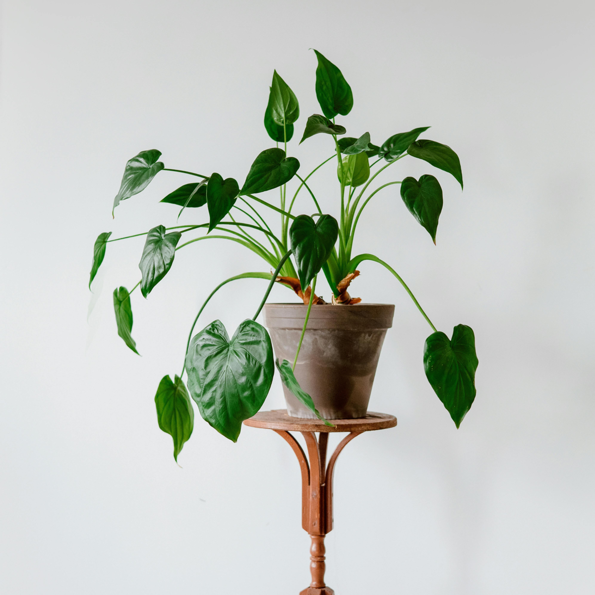 Plante éléphant - Alocasia 'Cucullata' - Hauteur 70-80cm - ⌀19cm
