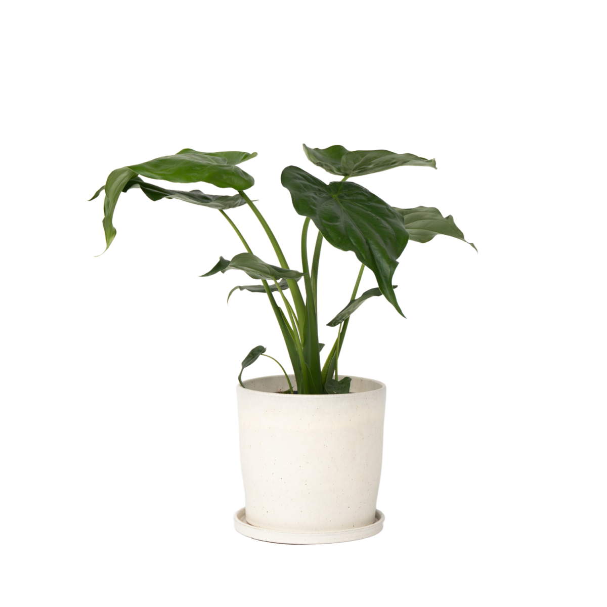 Plante éléphant - Alocasia 'Cucullata' - Hauteur 70-80cm - ⌀19cm