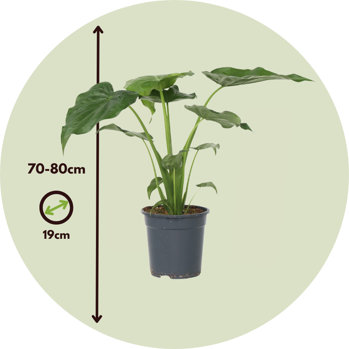 Plante éléphant - Alocasia 'Cucullata' - Hauteur 70-80cm - ⌀19cm