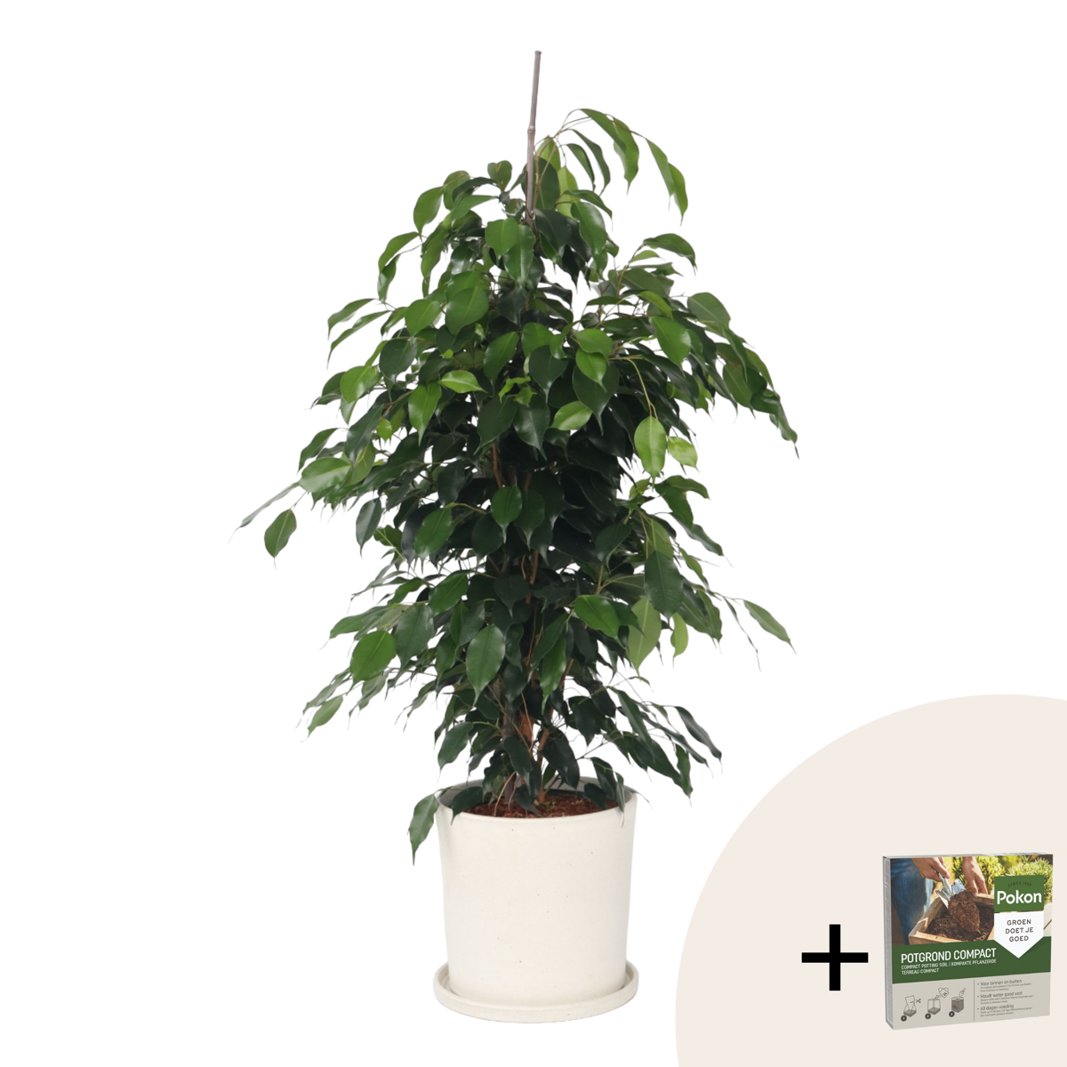 Weeping fig - Ficus benjamina 'Danielle' - Height 100-110cm - ⌀21cm