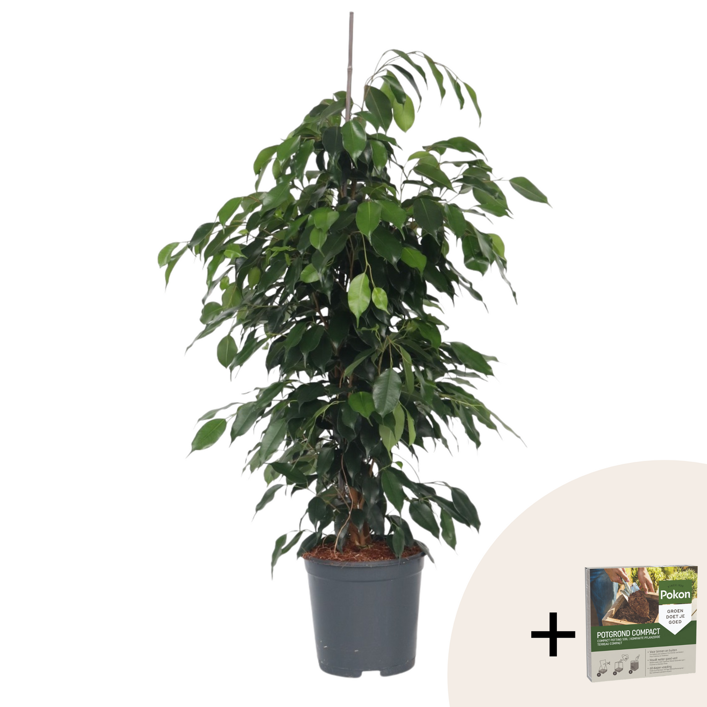 Weeping fig - Ficus benjamina 'Danielle' - Height 100-110cm - ⌀21cm