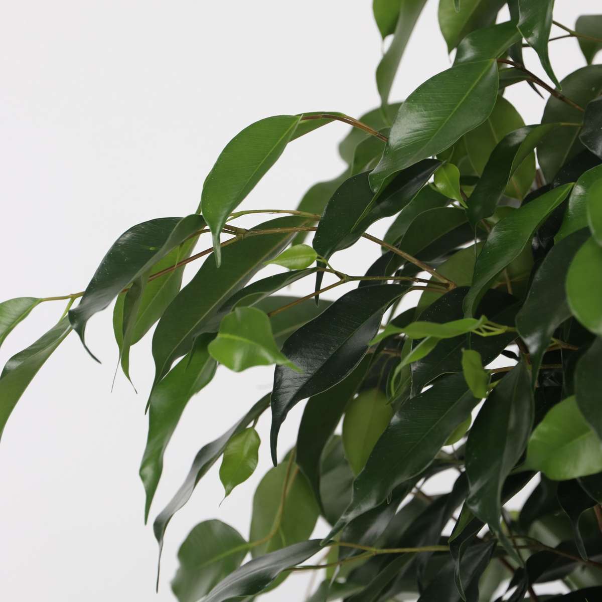 Weeping fig - Ficus benjamina 'Danielle' - Height 100-110cm - ⌀21cm