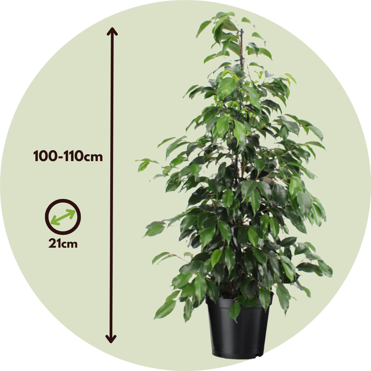 Weeping fig - Ficus benjamina 'Danielle' - Height 100-110cm - ⌀21cm