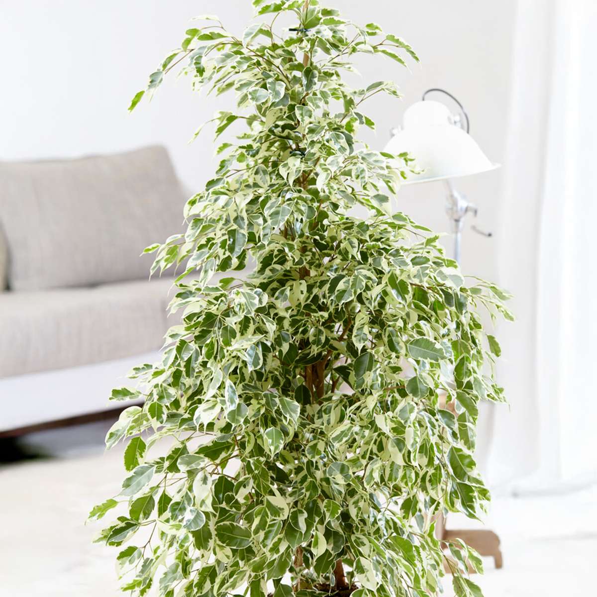Weeping fig - Ficus Benjamina 'Twilight' - Height 100-110cm - ⌀21cm