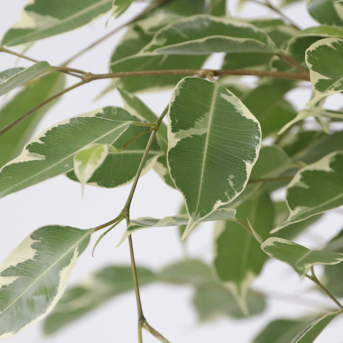 Weeping fig - Ficus Benjamina 'Twilight' - Height 100-110cm - ⌀21cm