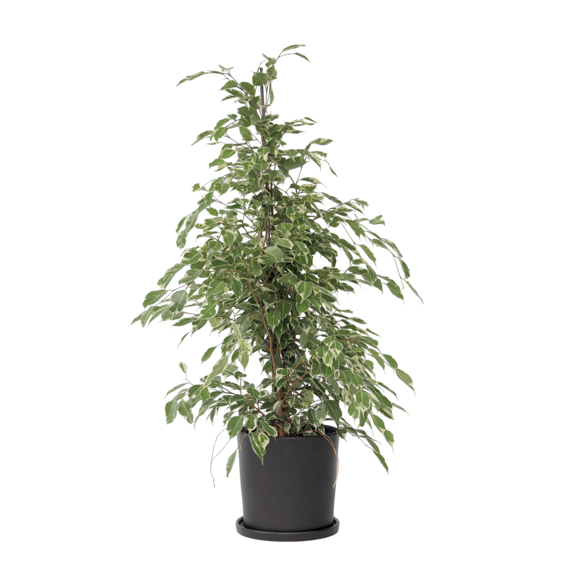 Weeping fig - Ficus Benjamina 'Twilight' - Height 100-110cm - ⌀21cm