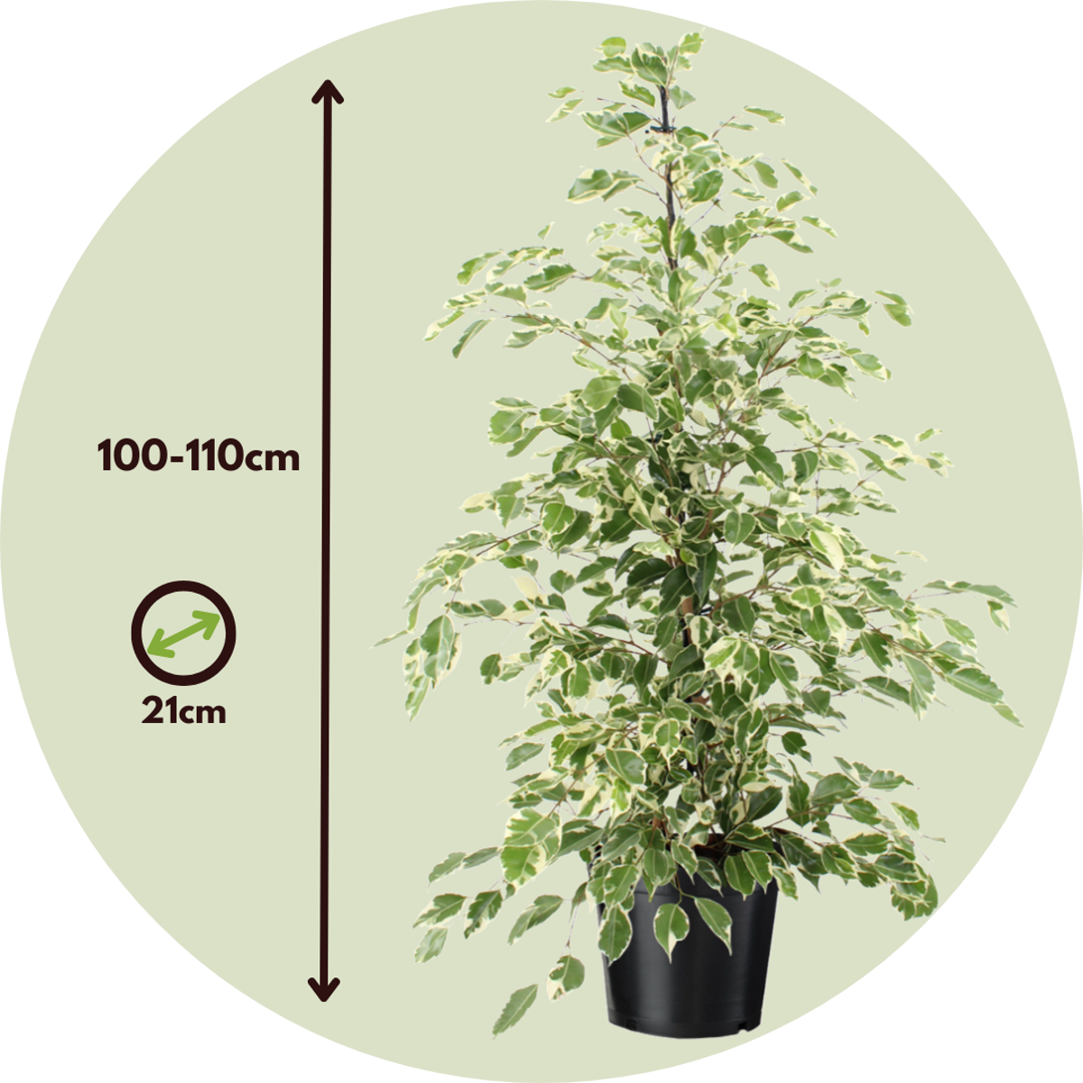 Weeping fig - Ficus Benjamina 'Twilight' - Height 100-110cm - ⌀21cm