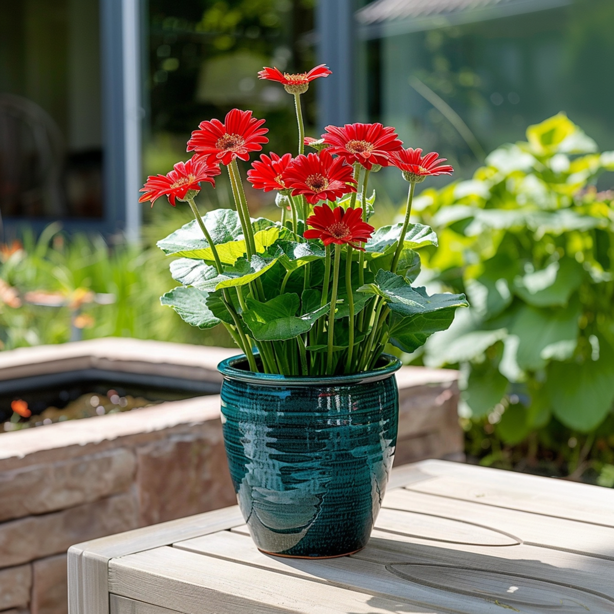 Gerbera Garvinea - Rouge - Hauteur 45-60cm - ⌀19cm
